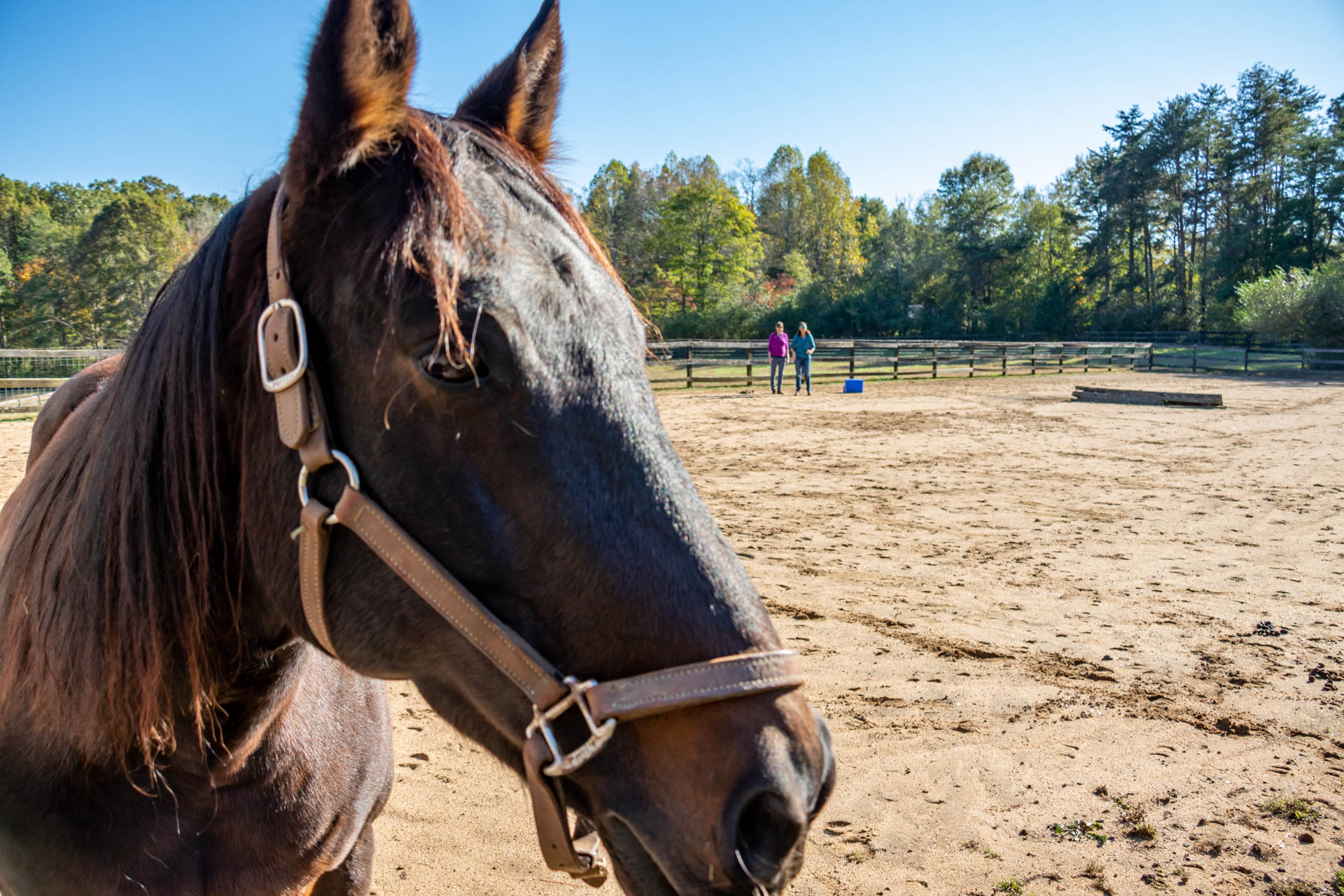 Imagine Equus